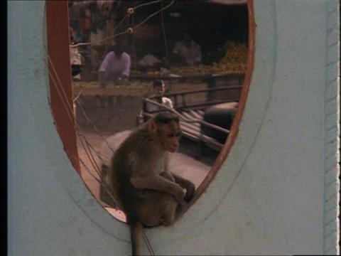 Affen in Indien / Lawinen / Panter mit Zahnweh