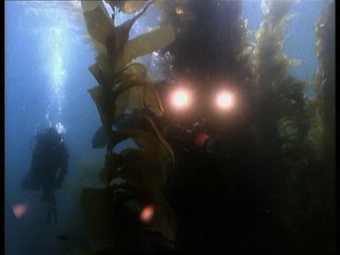 Unterwasserfilmer / Delfine / Seelöwe