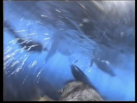 Tauchen mit Robben / Der Seeadler und die Schlange / Himmelsfotograf