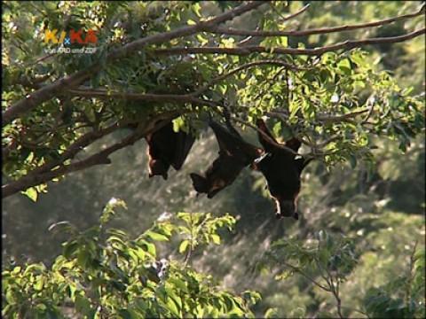 afrikanischer Dornenbaum / fliegende Füchse, eine Fledermausart in Australien / Mi-Ma-Marvi-Hämmer