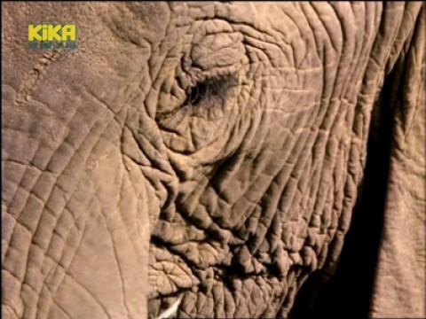 Die menschliche Haut / Tierhaut