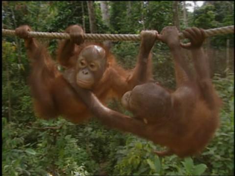 Königskobras / Orang-Utan-Babys