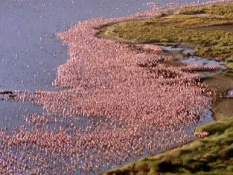 Gorillas / Flamingos / Kolibris