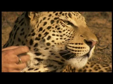 Leopard / Finnwale im Mittelmeer
