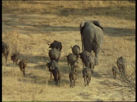 Fliegende Schlangen / Elefant Nzou
