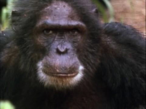 Das Leben von Jane Goodall / Goodall und Schimpansen