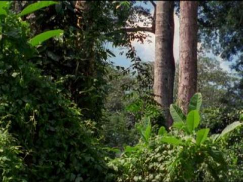 Die Baka in Kamerun / Hammer- und Bullenhaie / Papierwespen / Frustrierte Raben