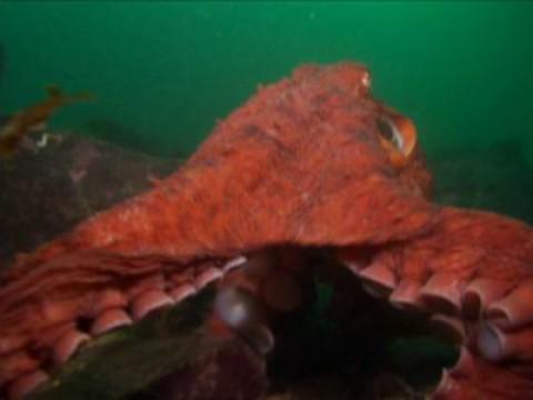 Denkende Tiere / Taucher vs. Oktopus / Möwe vs. Schnecke