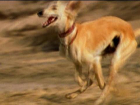 Jagdhunde in Arabien / Tiger’s Eye / Flusspferde / Rettungshunde
