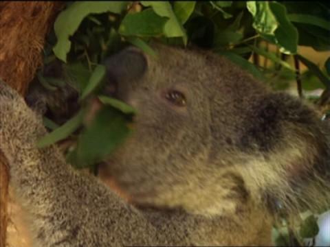 Gagudju / Koalas / Australien