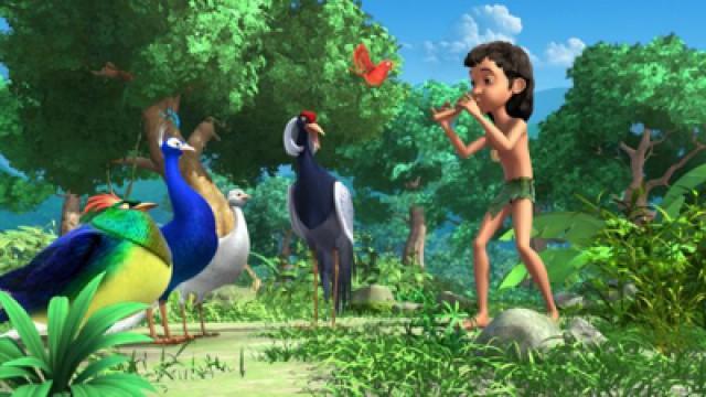 Most Beautiful Bird