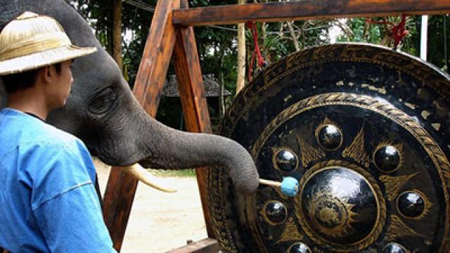 Prathida Elephant Orchestra