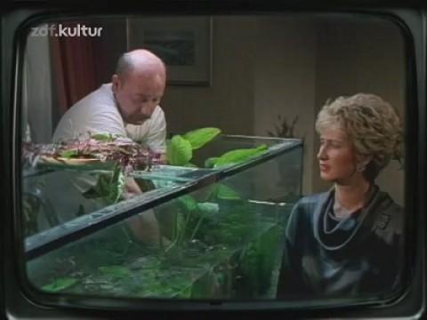 Schütze und Fisch