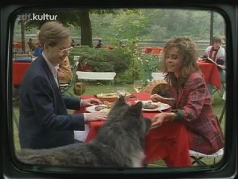 Wie Hund und Katz'
