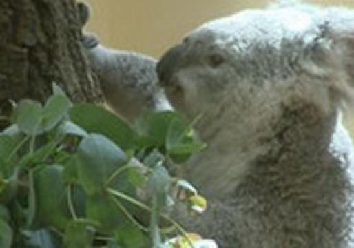 Die Koala Entführung