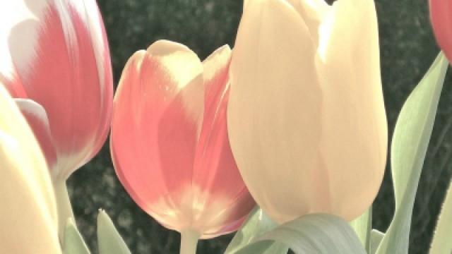 Der Tulpen-Crash