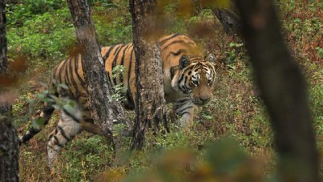 Amur – Asiens Amazonas (1): Der ferne Osten