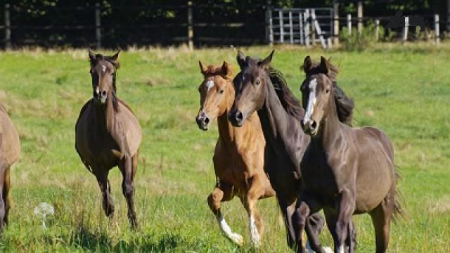 Trakehner - Des Königs letzte Pferde