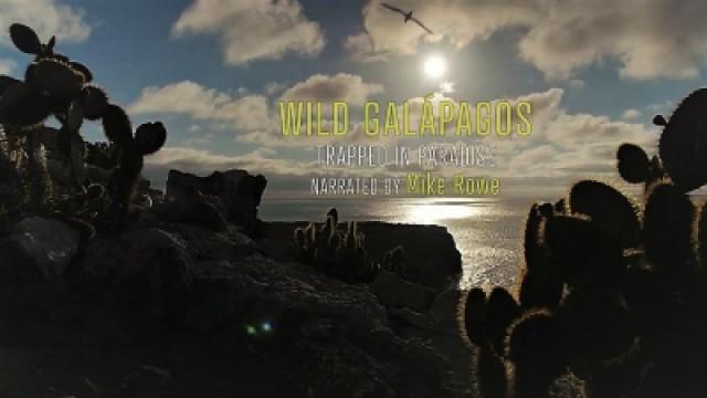 Galapagos - Gefangen im Paradies