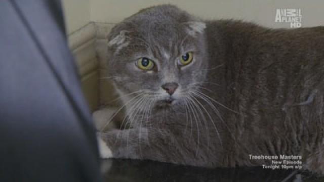 Feral Scottish Fold