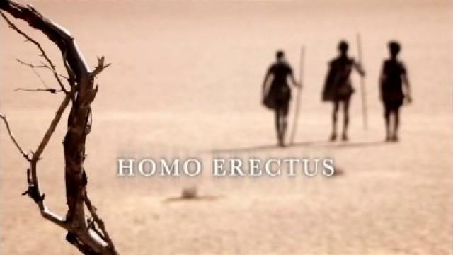 Homo Erectus