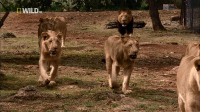 Trouble in the Pride