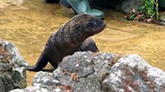 Hermann, der Baby-Seelöwe (#319)