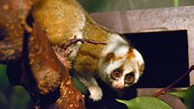 Orang-Utan Rieke zieht um (#321)