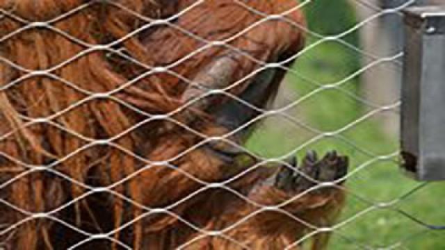 Durian für Orang-Utans (#324)