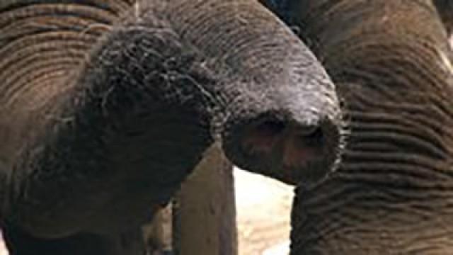 Elefant Valentino soll für Nachwuchs sorgen (#328)