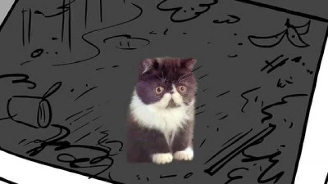 Kitty Amazing