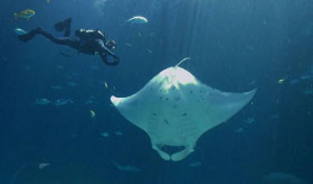 Mysterious Mantas