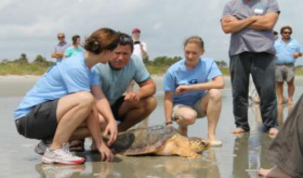 A Turtle Tale