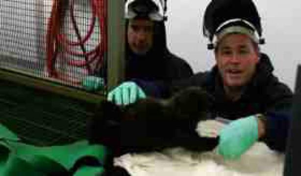 Go West: Otters