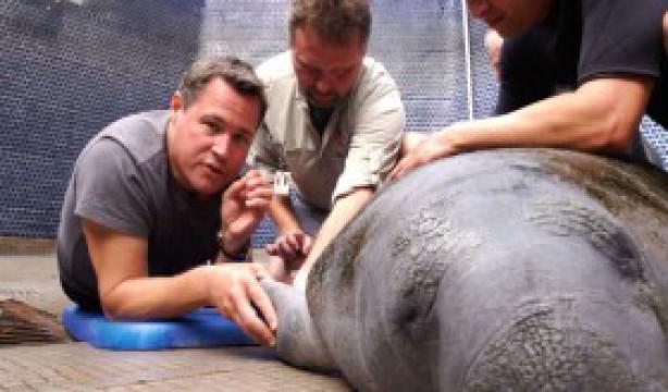 Stand By Your Manatee