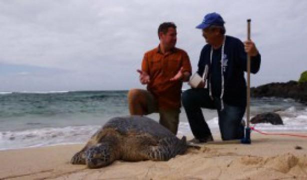 Turtle Tale: Part 2