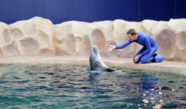 Dolphin Tales Part 2