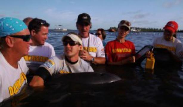 Dolphins of Indian River Lagoon