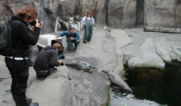 Steller Sea Lions