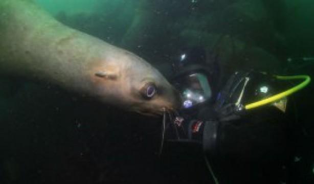 Saving Sea Lions