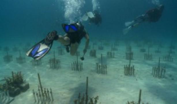 Best of: Wonders Beneath the Waves