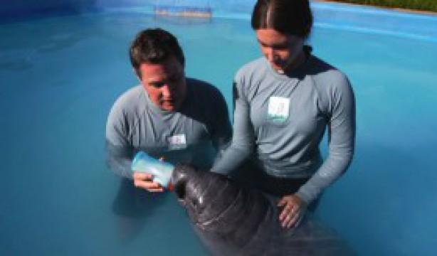 Manatees of the Caribbean