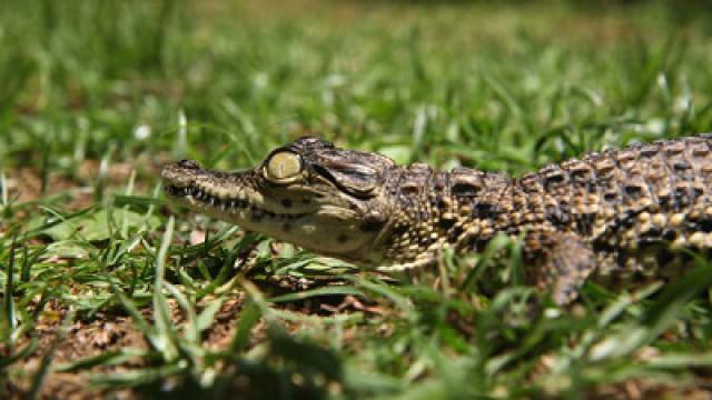 Nile Crocodiles
