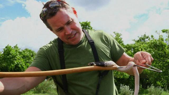 The Snakes of Southern Africa