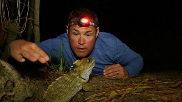 Best of Reptiles