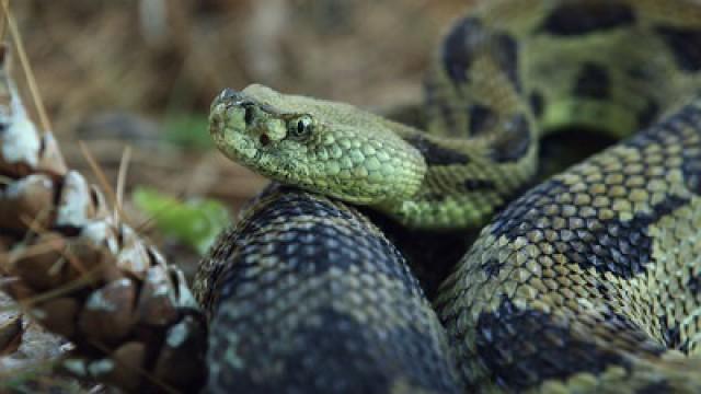 Snake, Rattle, and Roll