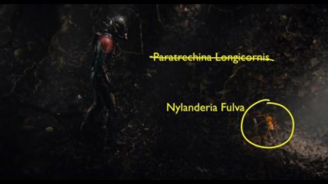 Les gaffes de Ant-Man