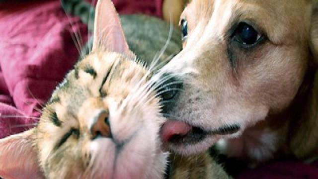 Tierische Genies