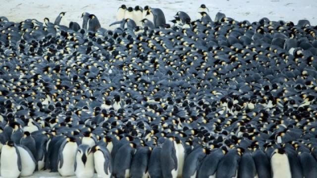 Magische Schwärme und kuschelnde Pinguine
