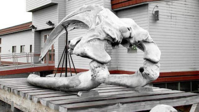 Son of a Gun; Whale Rescue; Bottle Popping Poltergeist